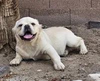 Ghost, a male French Bulldog for sale in North Las Vegas, NV – 5 of 6