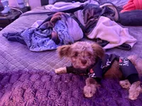 Mini me, a female Yorkipoo for sale in North Las Vegas, NV – 3 of 9