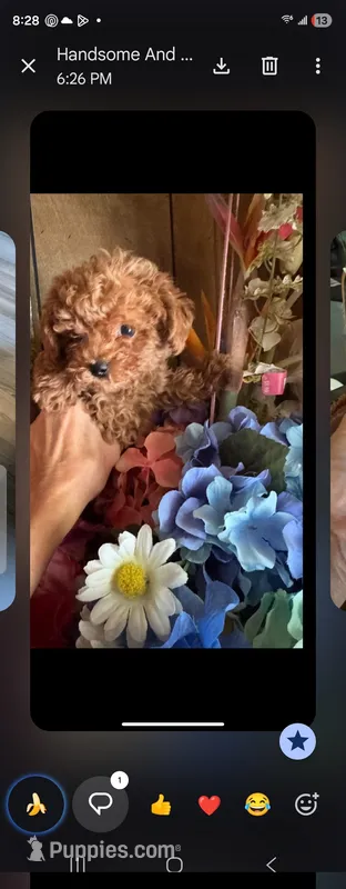 Baby. – Maltipoo puppy for sale in North Las Vegas, NV