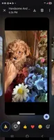 Baby., a male Maltipoo for sale in North Las Vegas, NV – 1 of 1