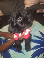 Duke, a male Morkie for sale in North Las Vegas, NV – 2 of 8