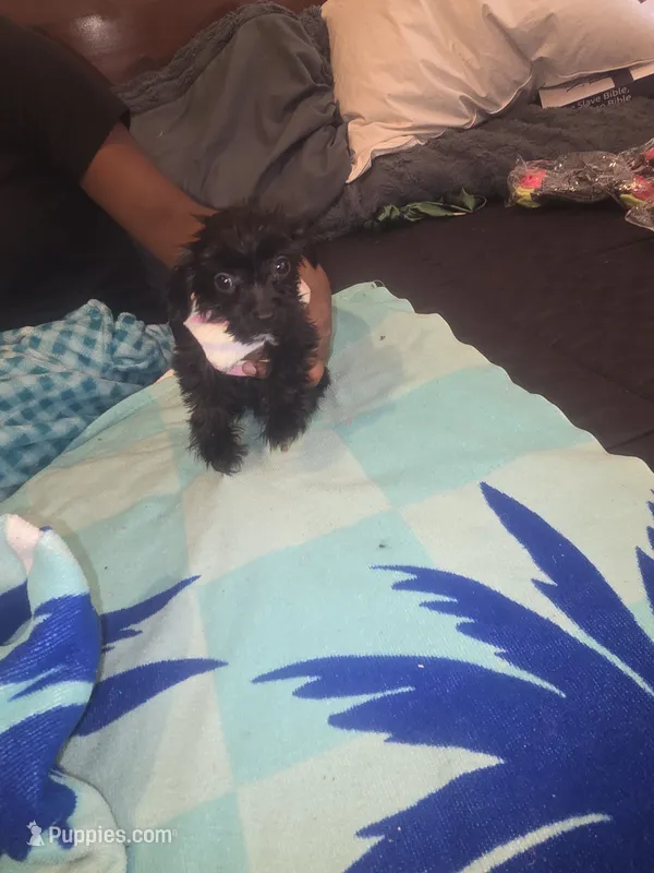 Little bit – Morkie puppy for sale in North Las Vegas, NV