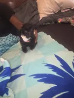 Little bit, a male Morkie for sale in North Las Vegas, NV – 1 of 6