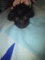 Little bit, a male Morkie for sale in North Las Vegas, NV – 5 of 6