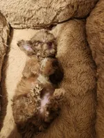 Mini me, a female Yorkipoo for sale in North Las Vegas, NV – 3 of 7