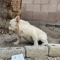 Ghost, a male French Bulldog for sale in North Las Vegas, NV – 1 of 6