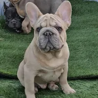 Oasis, a male French Bulldog for sale in North Las Vegas, NV – Photo 2 of 7