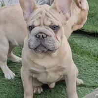 Oasis, a male French Bulldog for sale in North Las Vegas, NV – Photo 6 of 7