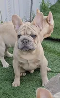 Oasis, a male French Bulldog for sale in North Las Vegas, NV – Photo 6 of 7