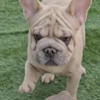 Oasis, a male French Bulldog for sale in North Las Vegas, NV – Photo 5 of 7