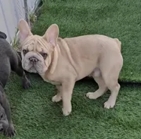 Oasis, a male French Bulldog for sale in North Las Vegas, NV – Photo 3 of 7