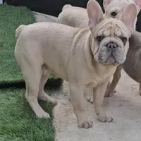 Oasis, a male French Bulldog for sale in North Las Vegas, NV – Photo 1 of 7