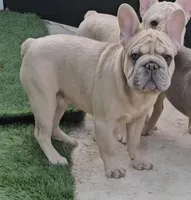 Oasis, a male French Bulldog for sale in North Las Vegas, NV – Photo 1 of 7