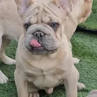 Oasis, a male French Bulldog for sale in North Las Vegas, NV – Photo 4 of 7