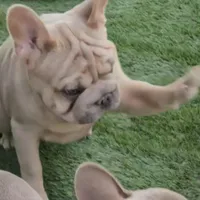 Oasis, a male French Bulldog for sale in North Las Vegas, NV – Photo 7 of 7