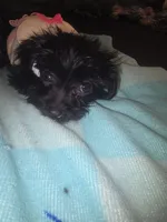 Little bit, a male Morkie for sale in North Las Vegas, NV – 3 of 6