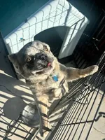 Gizmo, a male French Bulldog for sale in North Las Vegas, NV – 1 of 4
