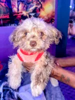 Mini me, a female Yorkipoo for sale in North Las Vegas, NV – 2 of 9