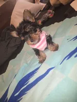 Miss bubbles, a female Yorkshire Terrier for sale in North Las Vegas, NV – 4 of 7