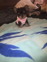 Miss bubbles, a female Yorkshire Terrier for sale in North Las Vegas, NV – 5 of 7