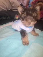 Danello., a male Yorkshire Terrier for sale in North Las Vegas, NV – 3 of 6
