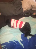 Duke, a male Morkie for sale in North Las Vegas, NV – 5 of 8
