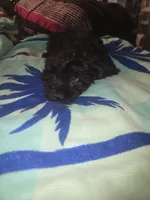 Lily bell, a female Yorkshire Terrier and Morkie for sale in North Las Vegas, NV – 7 of 8