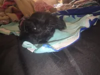 Tee tee, a female Morkie for sale in North Las Vegas, NV – 5 of 8