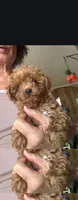 Minnie., a male Maltipoo for sale in North Las Vegas, NV – 1 of 1