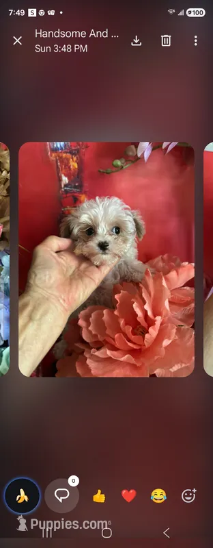 Gogo – Maltipoo puppy for sale in North Las Vegas, NV