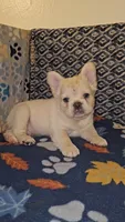 Ghost, a male French Bulldog for sale in North Las Vegas, NV – Photo 2 of 10