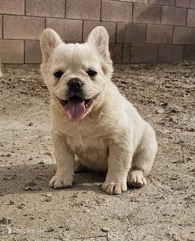 Ghost – French Bulldog puppy for sale in North Las Vegas, NV