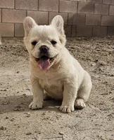 Ghost, a male French Bulldog for sale in North Las Vegas, NV – 1 of 10