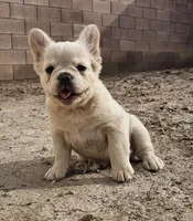Ghost, a male French Bulldog for sale in North Las Vegas, NV – 8 of 10