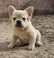 Ghost, a male French Bulldog for sale in North Las Vegas, NV – 7 of 10