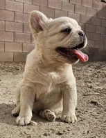 Ghost, a male French Bulldog for sale in North Las Vegas, NV – 4 of 10