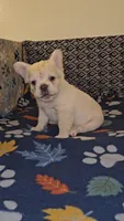 Ghost, a male French Bulldog for sale in North Las Vegas, NV – Photo 6 of 10