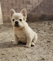 Ghost, a male French Bulldog for sale in North Las Vegas, NV – 9 of 10