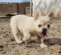 Ghost, a male French Bulldog for sale in North Las Vegas, NV – 2 of 10