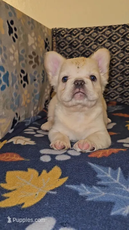 Ghost – French Bulldog puppy for sale in North Las Vegas, NV