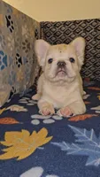 Ghost, a male French Bulldog for sale in North Las Vegas, NV – Photo 1 of 10
