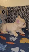 Ghost, a male French Bulldog for sale in North Las Vegas, NV – Photo 3 of 10