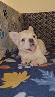 Ghost, a male French Bulldog for sale in North Las Vegas, NV – Photo 7 of 10
