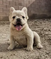 Ghost, a male French Bulldog for sale in North Las Vegas, NV – 5 of 10