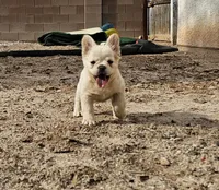 Ghost, a male French Bulldog for sale in North Las Vegas, NV – 10 of 10