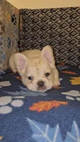 Ghost, a male French Bulldog for sale in North Las Vegas, NV – Photo 10 of 10