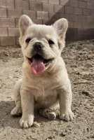 Ghost, a male French Bulldog for sale in North Las Vegas, NV – 3 of 10