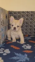 Ghost, a male French Bulldog for sale in North Las Vegas, NV – Photo 4 of 10