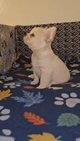 Ghost, a male French Bulldog for sale in North Las Vegas, NV – Photo 5 of 10