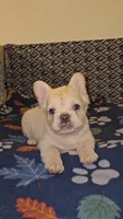 Ghost, a male French Bulldog for sale in North Las Vegas, NV – Photo 9 of 10